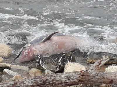 Bari, il delfino spiaggiato sul lungomare